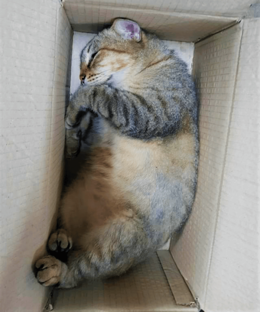 cat picture